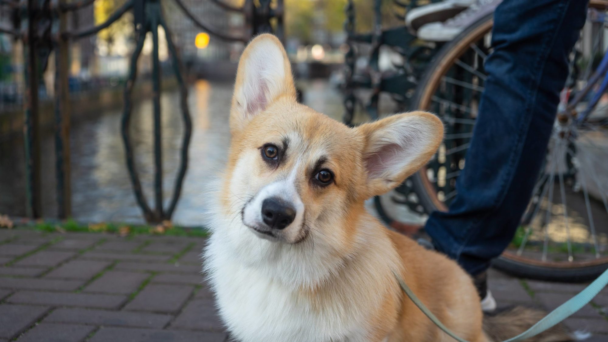 A corgi on a bridge in front of the Amsterdam canals